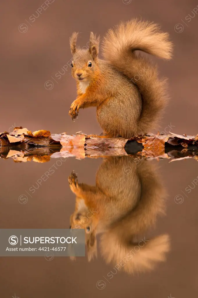 Eurasian Red Squirrel (Sciurus vulgaris) adult, sitting at edge of forest pool with reflection, Scotland, March