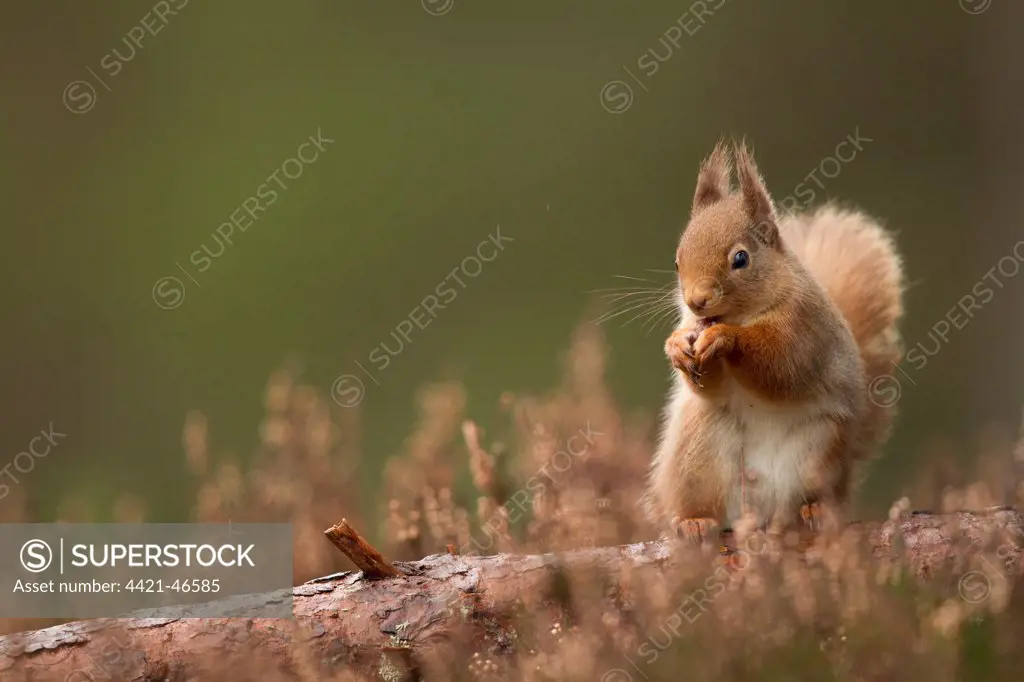 Eurasian Red Squirrel (Sciurus vulgaris) adult, feeding, sitting on log, Scotland, January