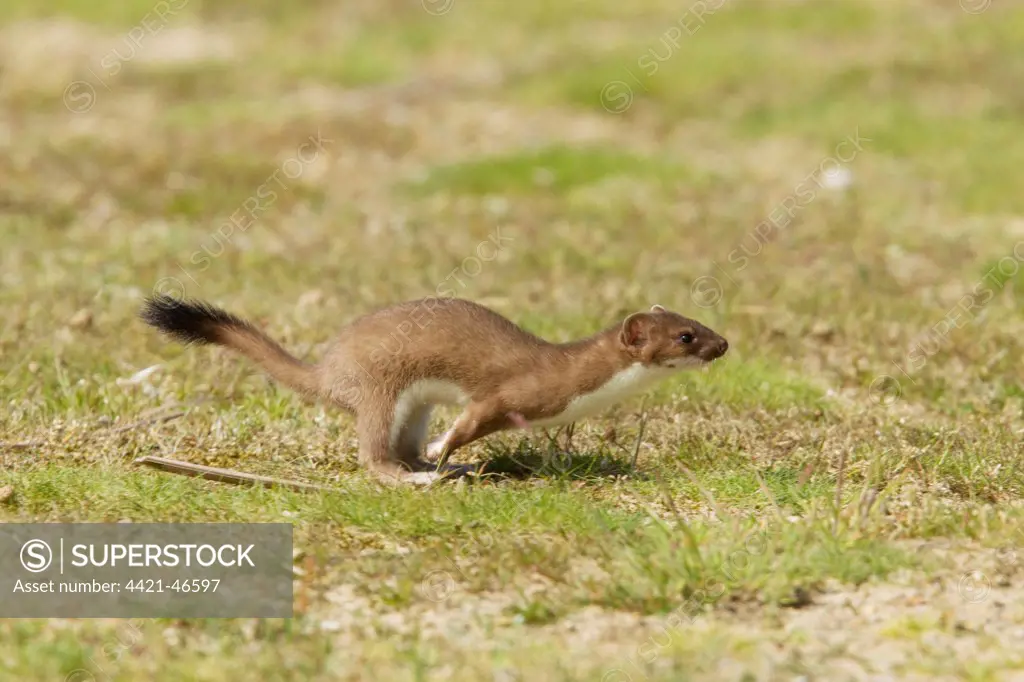 Stoat (Mustela erminea) adult, running, Minsmere RSPB Reserve, Suffolk, England, July