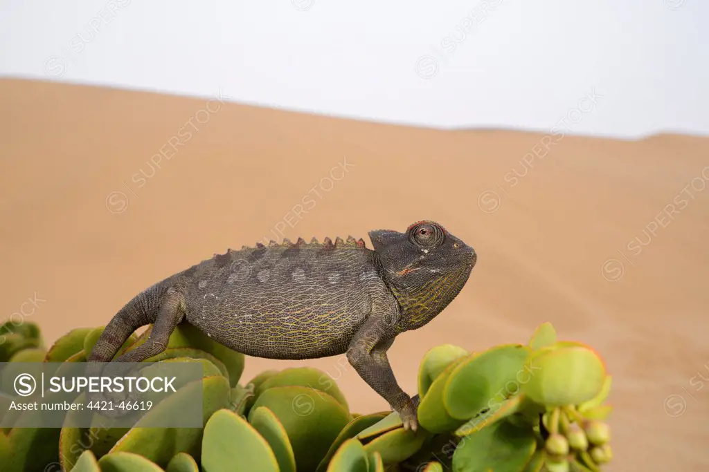Namaqua Chameleon (Chamaeleo namaquensis) adult, clinging to succulent leaves in desert, Namib Desert, Namibia, February