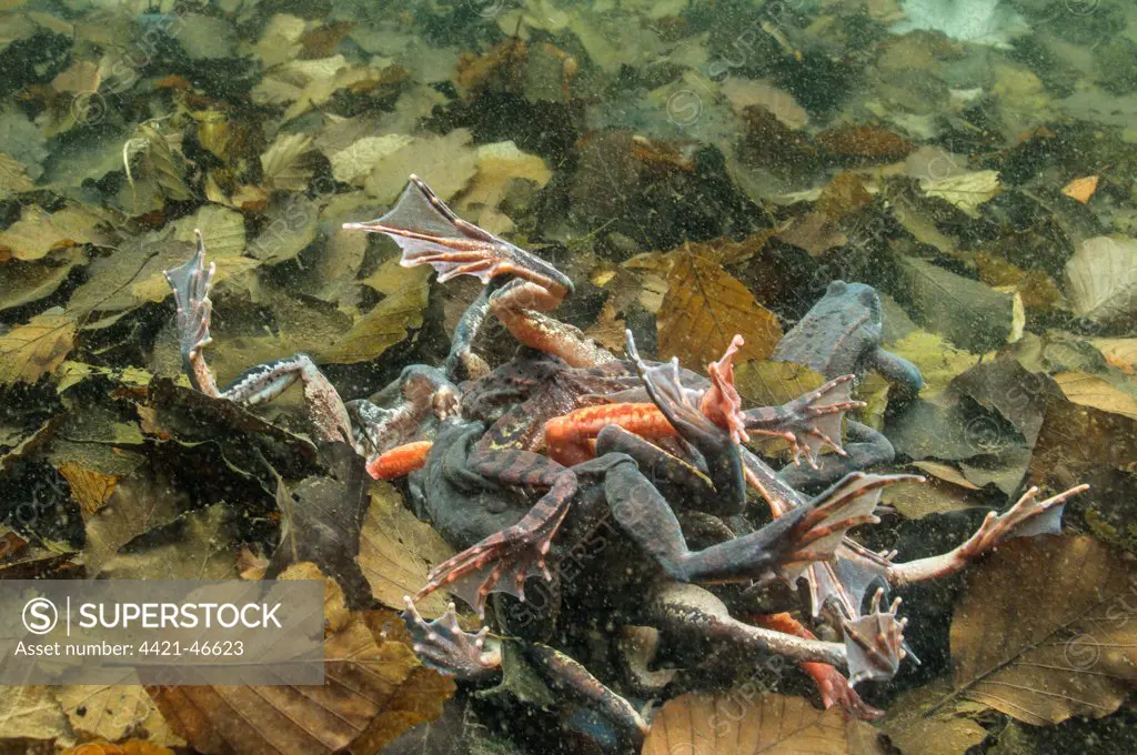 Common Frog (Rana temporaria) adults, group in 'orgy' during breeding season, underwater in montane pool, Italy, April