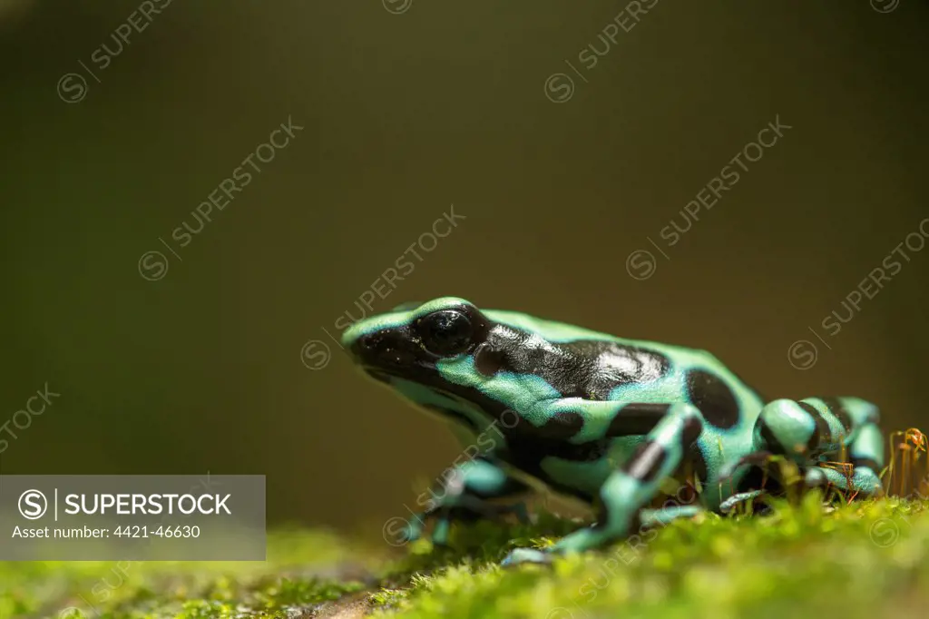 Green and Black Poison Dart Frog (Dendrobates auratus) adult, sitting on moss, Costa Rica, March