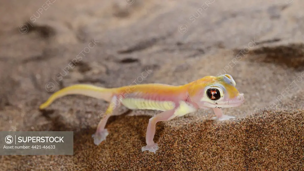Web-footed Gecko (Pachydactylus rangei) adult, standing on sand dune in desert, Namib Desert, Namibia, February