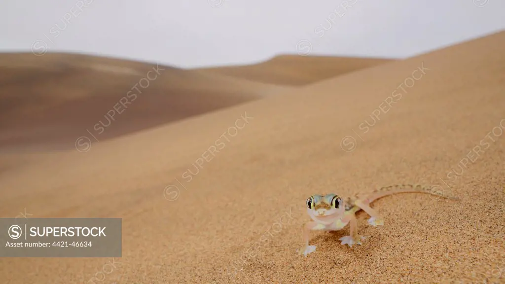 Web-footed Gecko (Pachydactylus rangei) adult, standing on sand dune in desert habitat, Namib Desert, Namibia, February