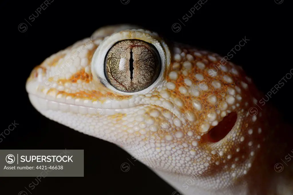 Namib Giant Ground Gecko Chondrodactylus angulifer adult, close-up of head, in desert at night, Namib Desert, Namibia, February