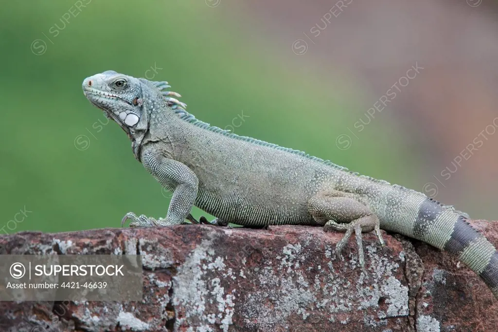 Green Iguana (Iguana iguana) adult male, resting on wall, Ile Royale, Iles du Salut, French Guiana, March