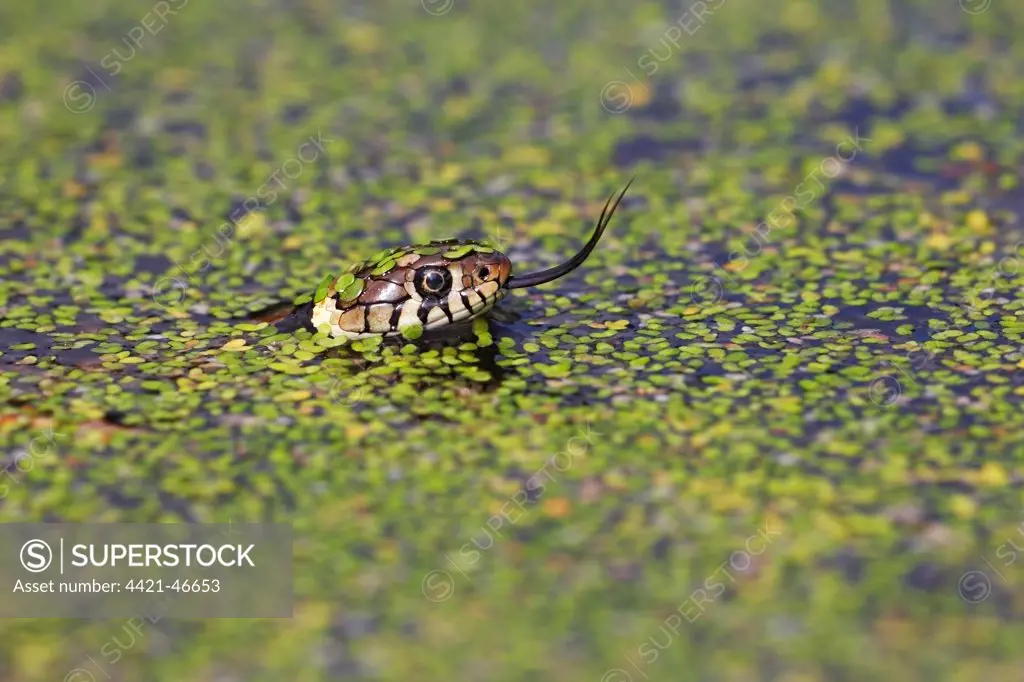 Grass Snake (Natrix natrix) adult, flicking forked tongue, swimming in water amongst duckweed, Arne, Dorset, England, May