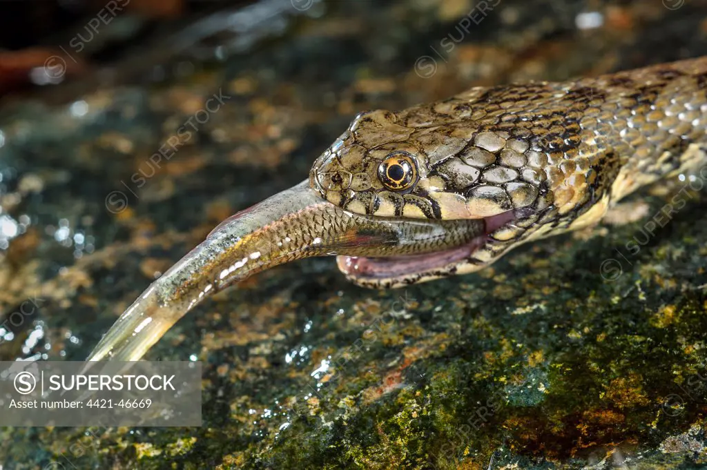 Viperine Snake (Natrix maura) adult, close-up of head, feeding on fish prey, Italy, August