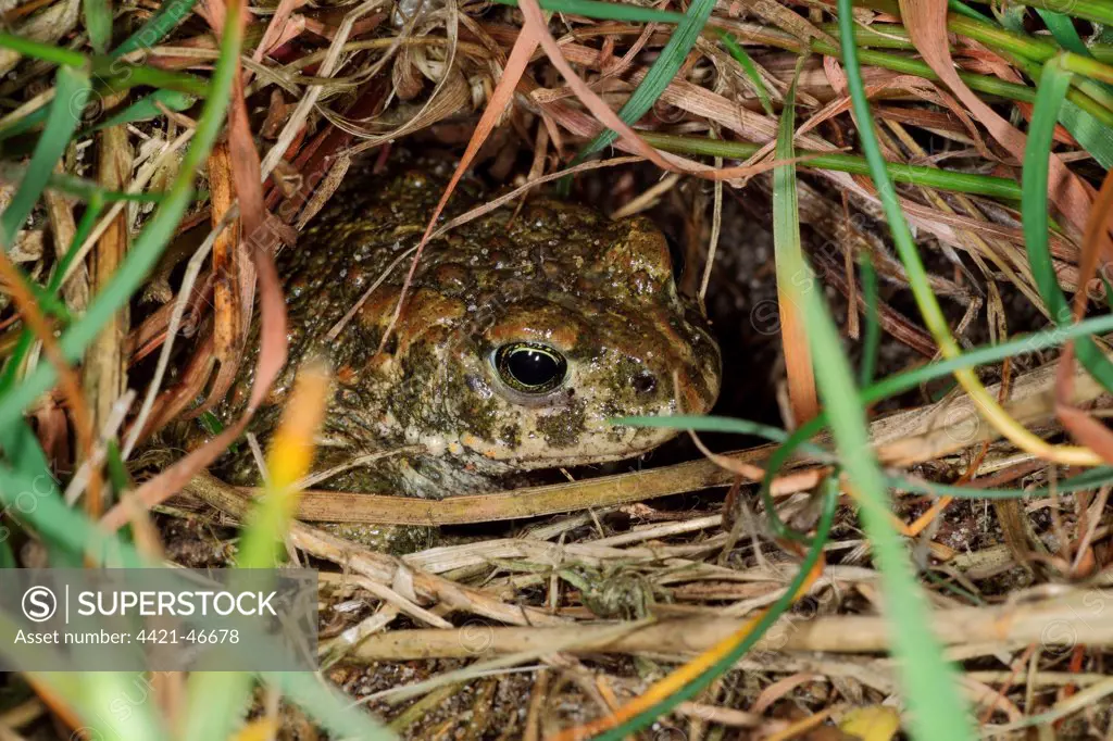 Natterjack Toad (Epidalea calamita) adult, sitting in burrow at dusk, Dorset, England, June