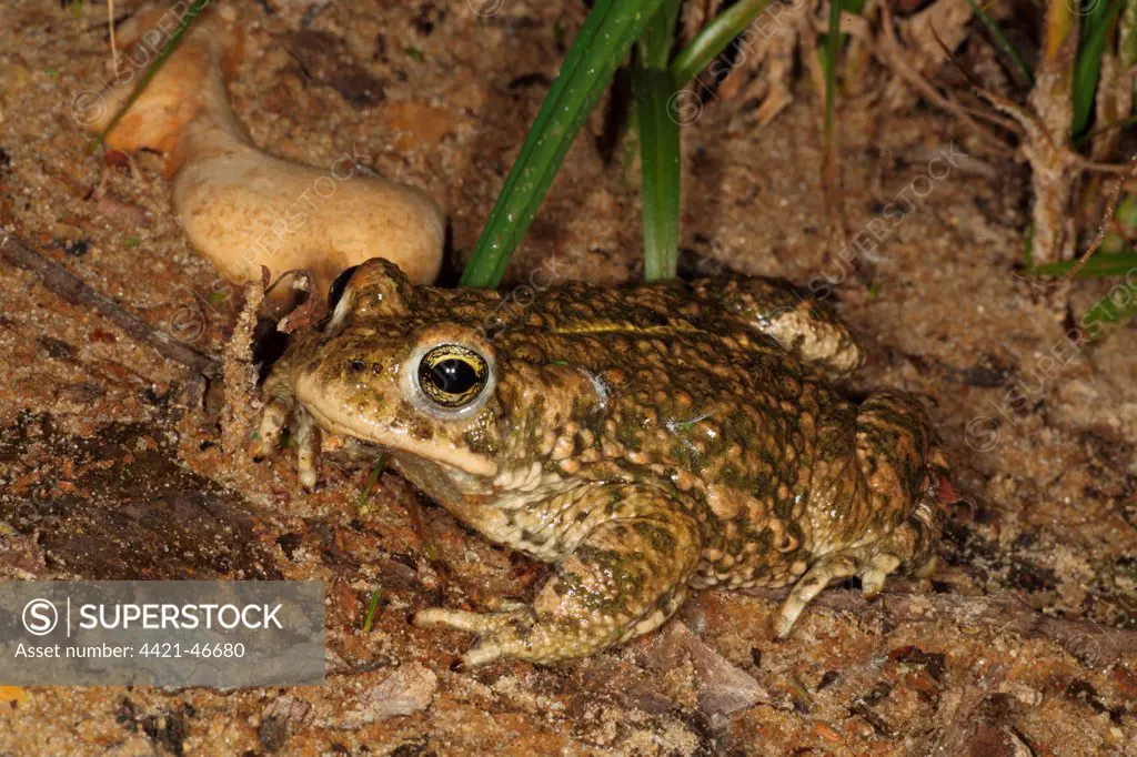 Natterjack Toad (Epidalea calamita) adult, sitting on sand at night, Dorset, England, June