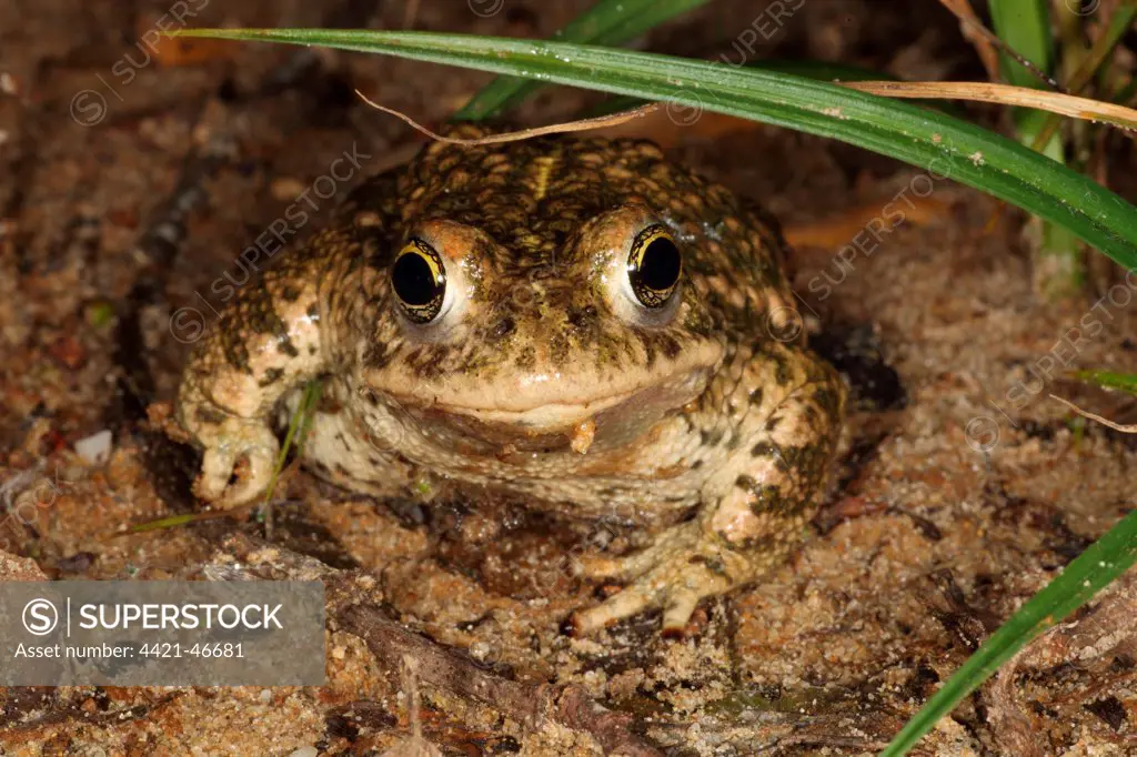Natterjack Toad (Epidalea calamita) adult, sitting on sand at night, Dorset, England, June