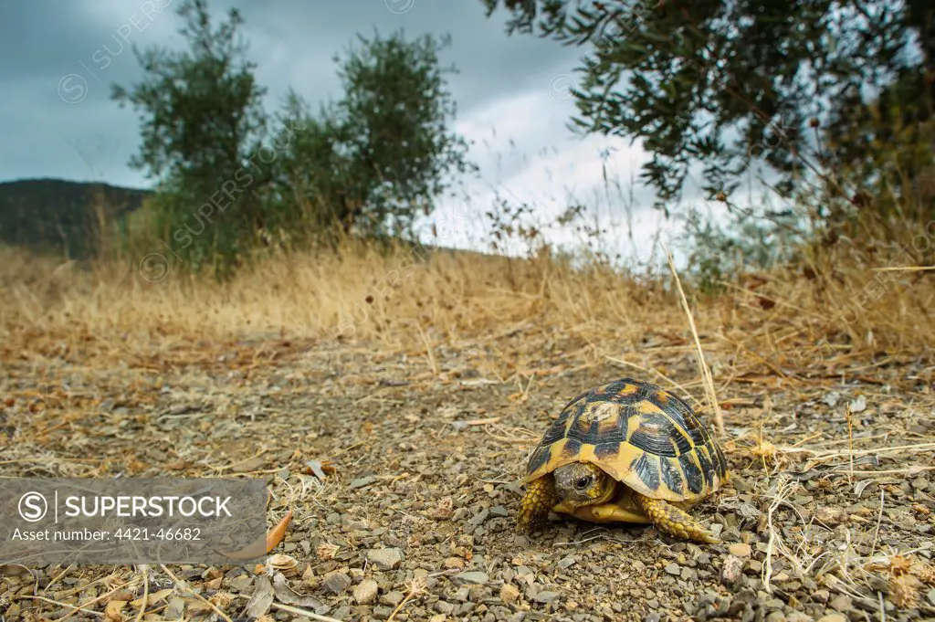 Hermann's Tortoise (Testudo hermanni) adult, standing on gravel in habitat, Italy, August