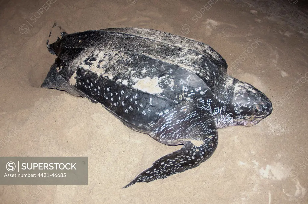 Leatherback Turtle (Dermochelys coriacea) adult female, digging hole and laying eggs in sand at night, Tambrauw Beach, Warmindi, Bird's Head Peninsula, Raja Ampat Islands (Four Kings), West Papua, New Guinea, Indonesia, June