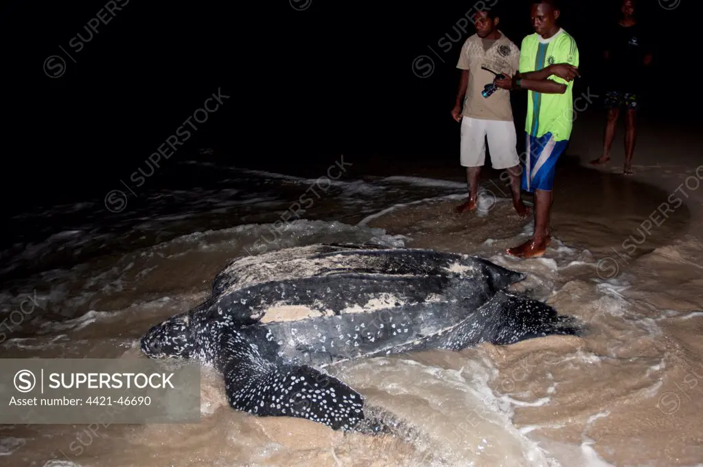 Leatherback Turtle (Dermochelys coriacea) adult female, returning to sea after laying eggs in sand at night, with men watching, Tambrauw Beach, Warmindi, Bird's Head Peninsula, Raja Ampat Islands (Four Kings), West Papua, New Guinea, Indonesia, June