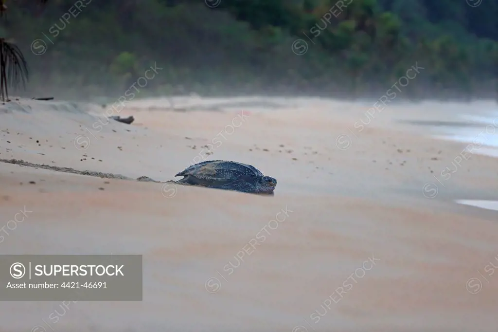 Leatherback Turtle (Dermochelys coriacea) adult female, returning to sea after laying eggs in sand on beach at dawn, Trinidad, Trinidad and Tobago, April