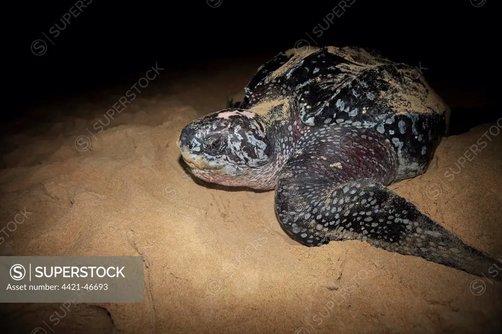 Leatherback Turtle (Dermochelys coriacea) adult female, digging hole and laying eggs in sand on beach at night, Trinidad, Trinidad and Tobago, April
