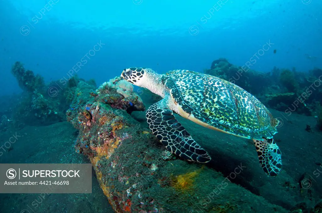 Loggerhead Turtle (Caretta caretta) adult, swimming at shipwreck, USAT Liberty (US Army transport ship torpedoed during WWII), Tulamben, Seraya, Bali, Lesser Sunda Islands, Indonesia, April