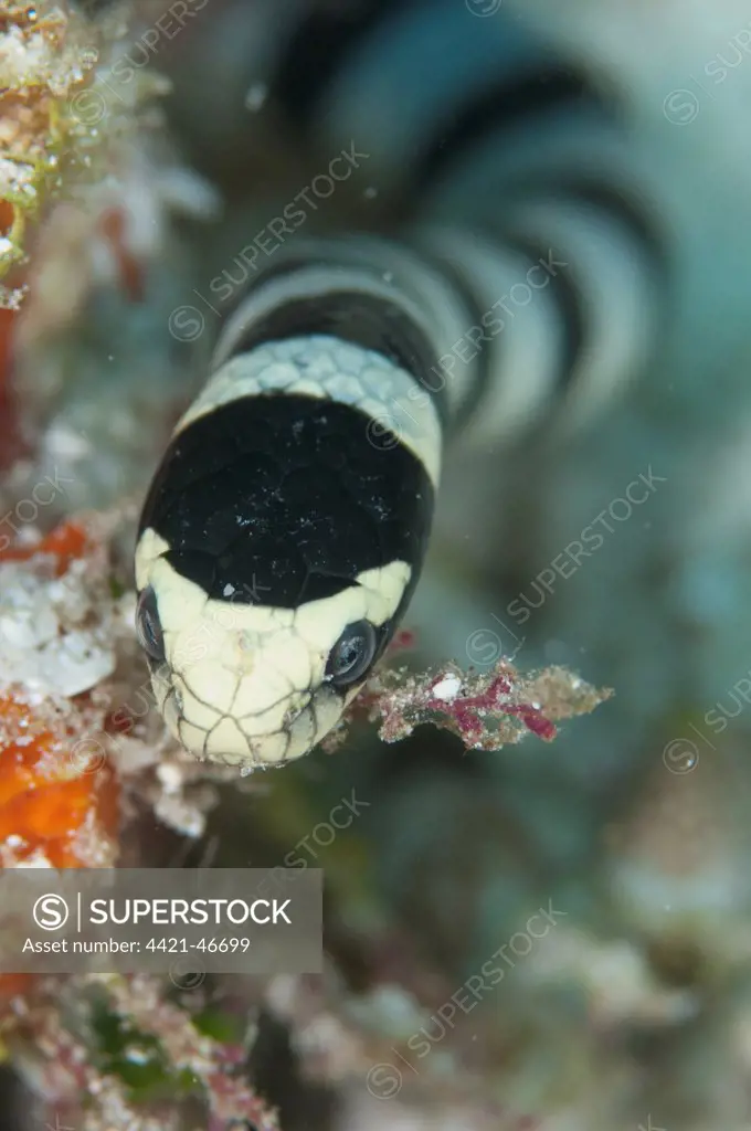 Banded Sea Krait (Laticauda colubrina) adult, close-up of head, West Waigeo, Raja Ampat Islands (Four Kings), West Papua, New Guinea, Indonesia, July