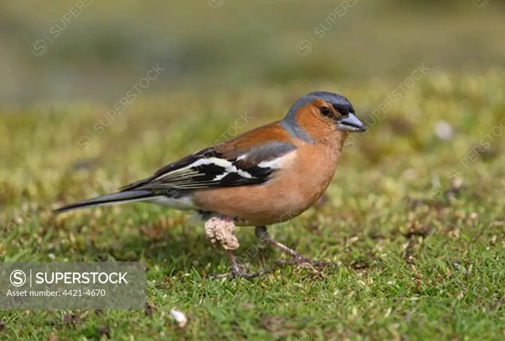 Chaffinch (Fringilla coelebs) adult male, with large growth on leg, Norfolk, England, april