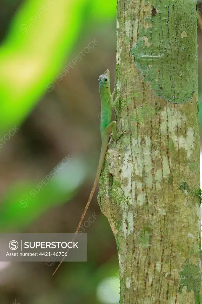 Richard's Anole (Anolis richardii) introduced species, adult, resting on tree trunk, Tobago, Trinidad and Tobago, May