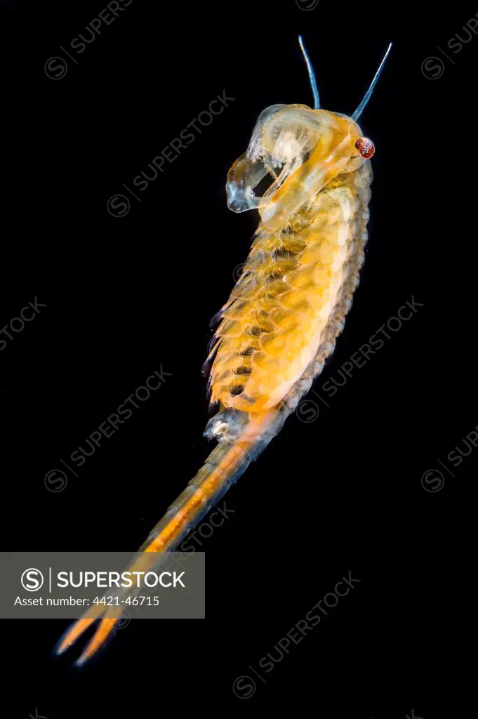 Fairy Shrimp (Chirocephalus diaphanus) adult male, Antola Regional Park, Genova Province, Liguria, Italy, June