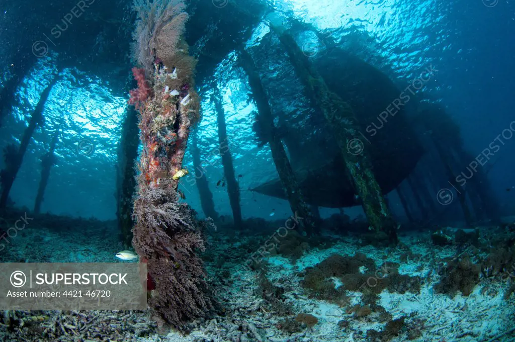 Coral growing on jetty stantions, Arborek Jetty, Dampier Straits, Raja Ampat Islands (Four Kings), West Papua, New Guinea, Indonesia, July