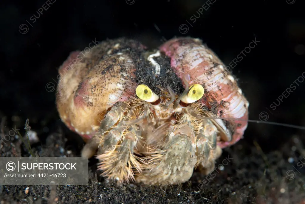 Pale Anemone Hermit Crab (Dardanus deformis) adult, with sea anemones attached to shell, resting on black sand at night, Lembeh Straits, Sulawesi, Sunda Islands, Indonesia, July