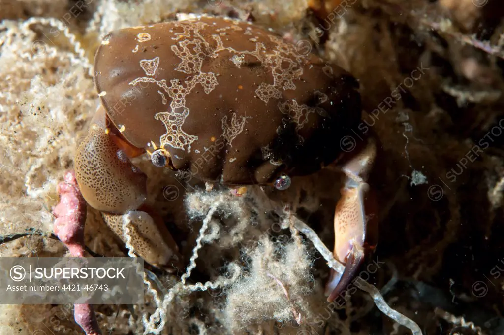 Floral Egg Crab (Atergatis floridus) adult, entangled in string, Seraya, Bali, Lesser Sunda Islands, Indonesia, April
