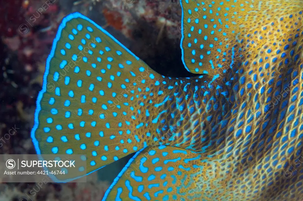 Six-banded Angelfish (Pomacanthus sexstriatus) adult, close-up of tail, Kwatisore Point, Raja Ampat Islands (Four Kings), West Papua, New Guinea, Indonesia, June