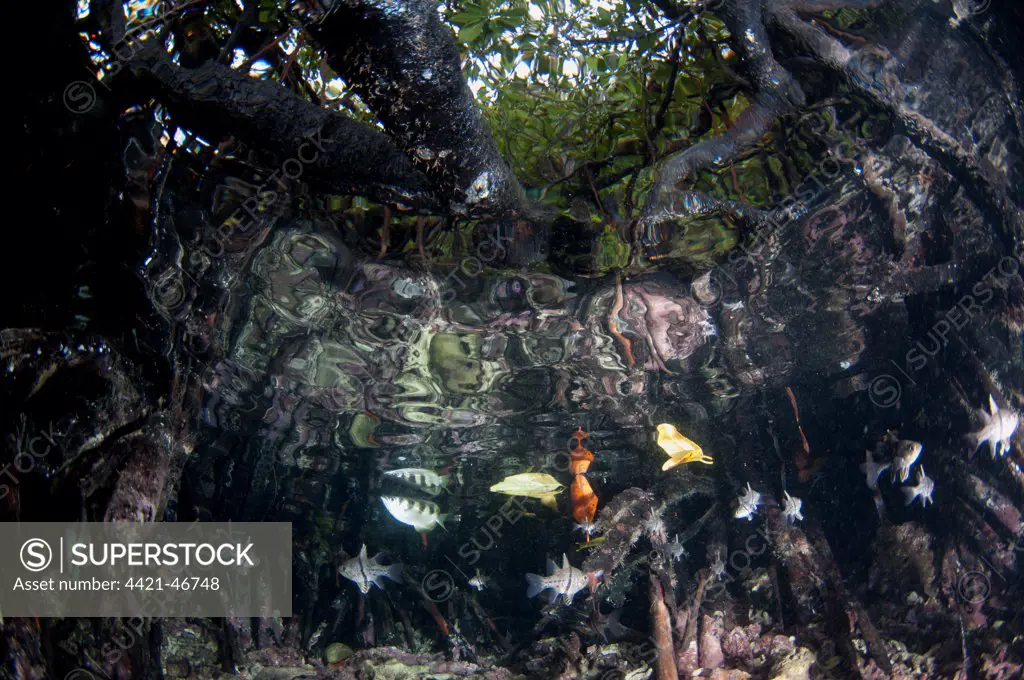 Banded Archerfish (Toxotes jaculator) and Orbicular Cardinalfish (Sphaeramia orbicularis) adults, swimming amongst mangrove tree roots, West Waigeo, Raja Ampat Islands (Four Kings), West Papua, New Guinea, Indonesia, July