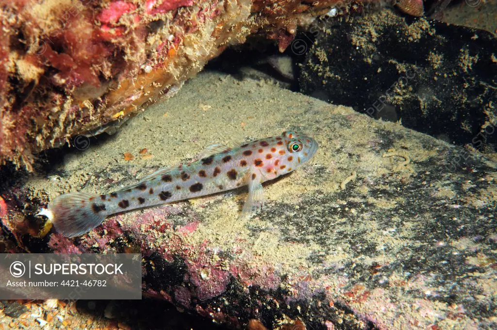 Leopard-spotted Goby (Thorogobius ephippiatus) adult, resting on rock, Brandy Bay, Isle of Purbeck, Dorset, England, August