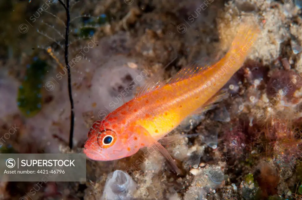 Redspot Dwarfgoby (Trimma halonevum) adult, Seraya, Bali, Lesser Sunda Islands, Indonesia, April