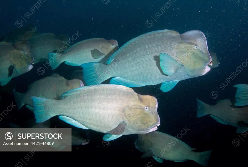 Bumphead Parrotfish (Bolbometopon muricatum) adults, shoal swimming beside shipwreck, USAT Liberty (US Army transport ship torpedoed during WWII), Tulamben, Seraya, Bali, Lesser Sunda Islands, Indonesia, April