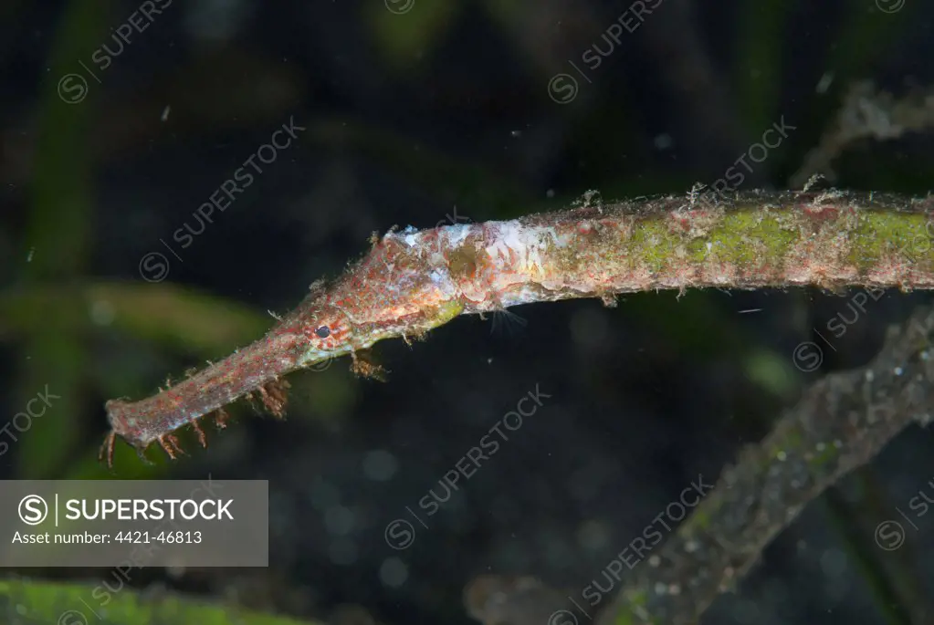 Double-ended Pipefish (Syngnathoides biaculeatus) adult, close-up of head, in seagrass, Lembeh Straits, Sulawesi, Sunda Islands, Indonesia, July