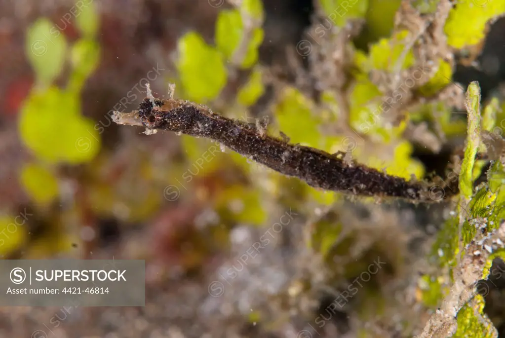 Shortpouch Pygmy Pipehorse (Acentronura tentaculata) adult, swimming, Lembeh Straits, Sulawesi, Sunda Islands, Indonesia, July