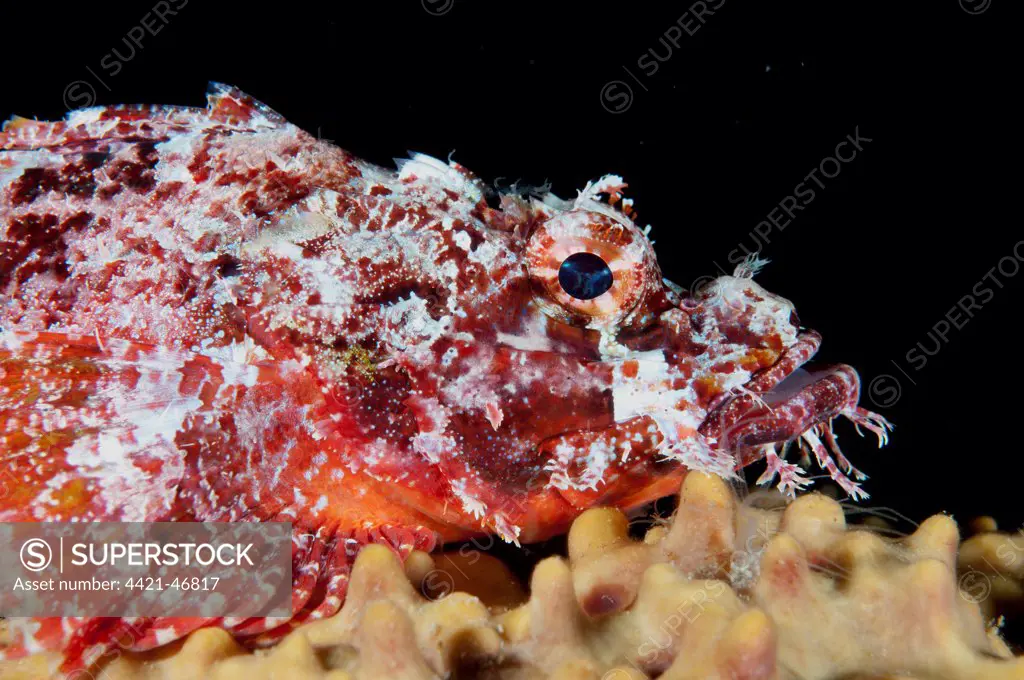 Raggy Scorpionfish (Scorpaenopsis venosa) adult, close-up of head, resting on coral, Kwatisore Point, Raja Ampat Islands (Four Kings), West Papua, New Guinea, Indonesia, June