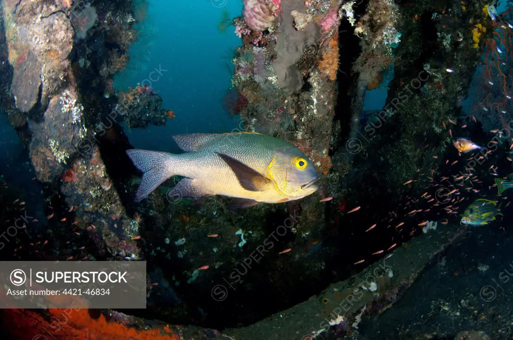 Midnight Snapper (Macolor macularis) adult, swimming at shipwreck, USAT Liberty (US Army transport ship torpedoed during WWII), Tulamben, Seraya, Bali, Lesser Sunda Islands, Indonesia, April