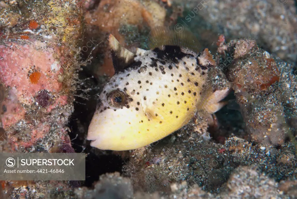 Yellowmargin Triggerfish (Pseudobalistes flavimarginatus) subadult, swimming over reef, Lembeh Straits, Sulawesi, Sunda Islands, Indonesia, July