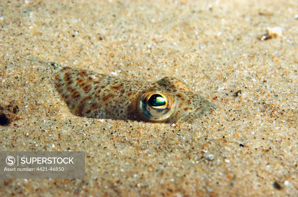Lesser Weever (Echiichthys vipera) adult, buried in sandy seabed, Bournemouth, Dorset, England, July