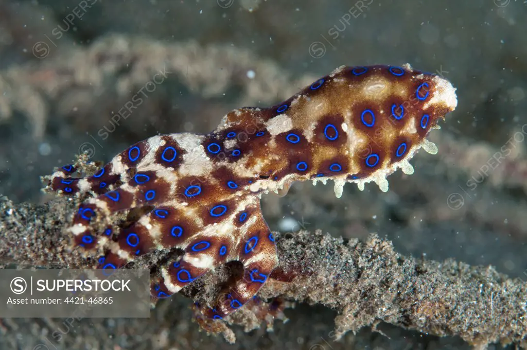 Greater Blue-ringed Octopus (Hapalochlaena lunulata) adult, on black sand, Lembeh Straits, Sulawesi, Sunda Islands, Indonesia, November