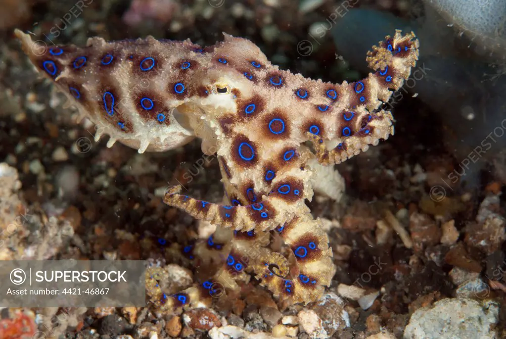 Greater Blue-ringed Octopus (Hapalochlaena lunulata) adult, Lembeh Straits, Sulawesi, Sunda Islands, Indonesia, November