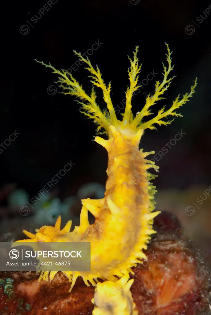 Yellow Sea Cucumber (Colochirus robustus) adult, with feeding tentacles extended, Lembeh Straits, Sulawesi, Sunda Islands, Indonesia, July