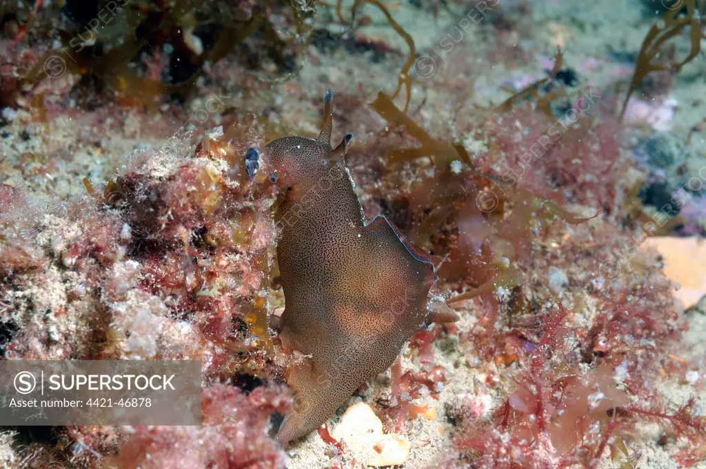 Sea-hare (Aplysia punctata) adult, on seabed, Brandy Bay, Isle of Purbeck, Dorset, England, August