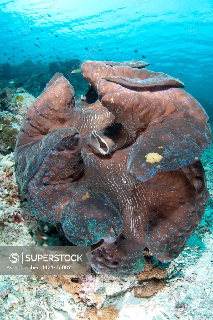 Fluted Giant Clam (Tridacna squamosa) adult, Dampier Straits, Raja Ampat Islands (Four Kings), West Papua, New Guinea, Indonesia, July