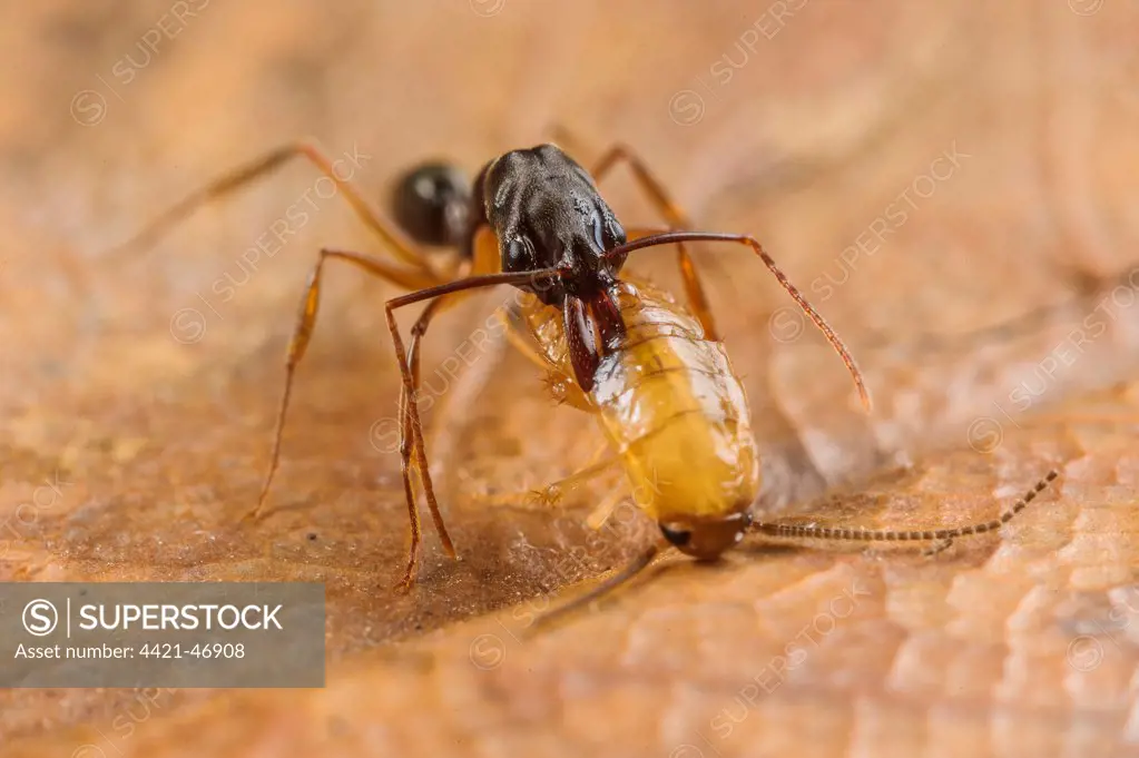 Trap-jaw Ant (Odontomachus sp.) adult, with captured cockroach larva prey (captive)