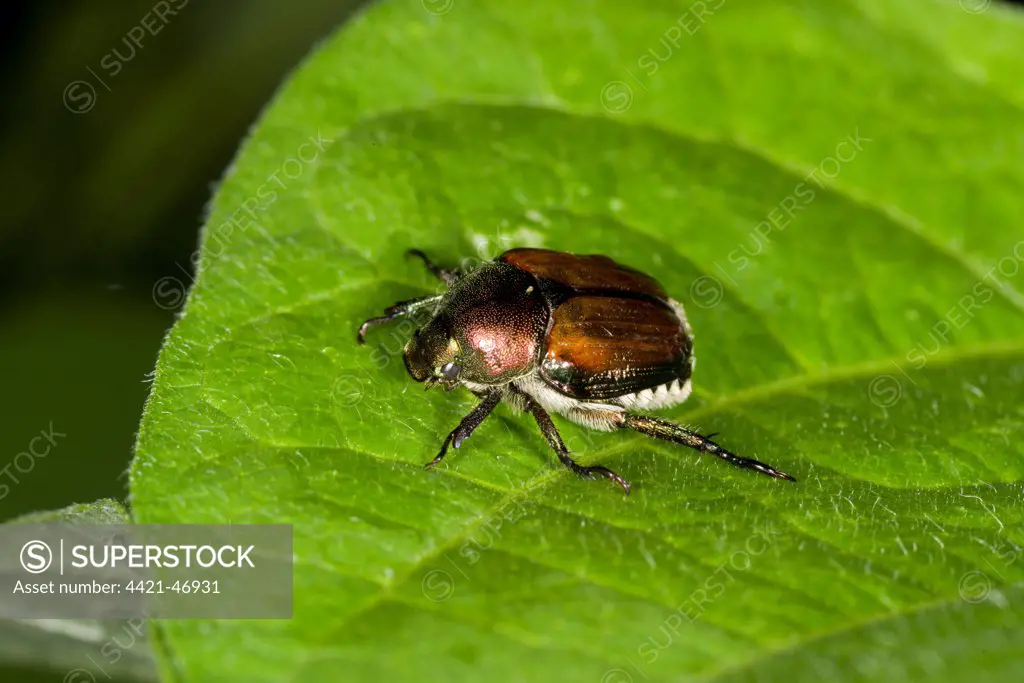 Japanese Beetle (Popillia japonica) introduced pest species, adult, resting on leaf in garden, Ottawa, Ontario, Canada, July