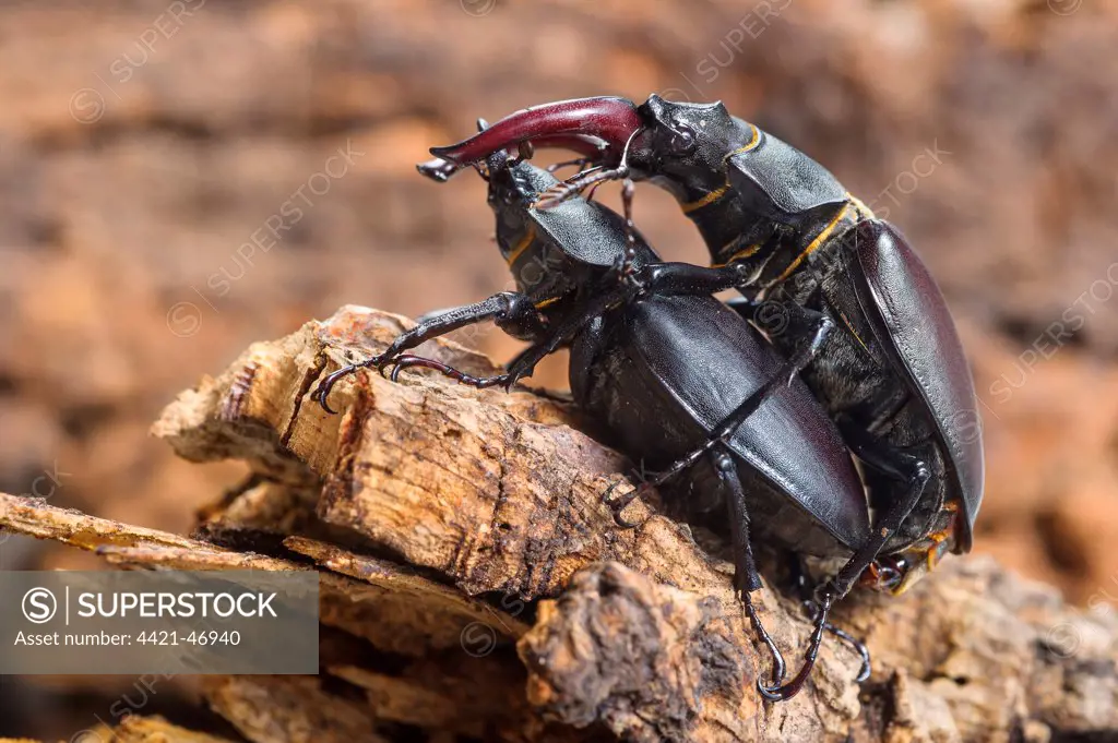 Greater Stag Beetle (Lucanus cervus) adult pair, mating, Italy, July