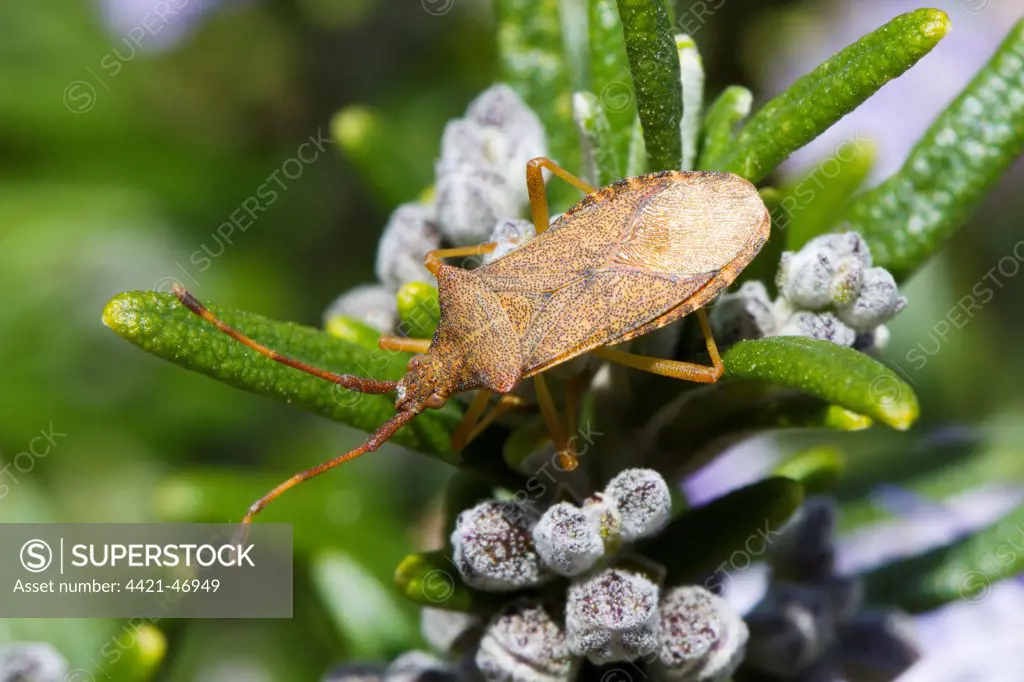 Box Bug (Gonocerus acuteangulatus) adult, feeding on Rosemary (Rosmarinus officinalis) bush in garden, Seaford, East Sussex, England, May