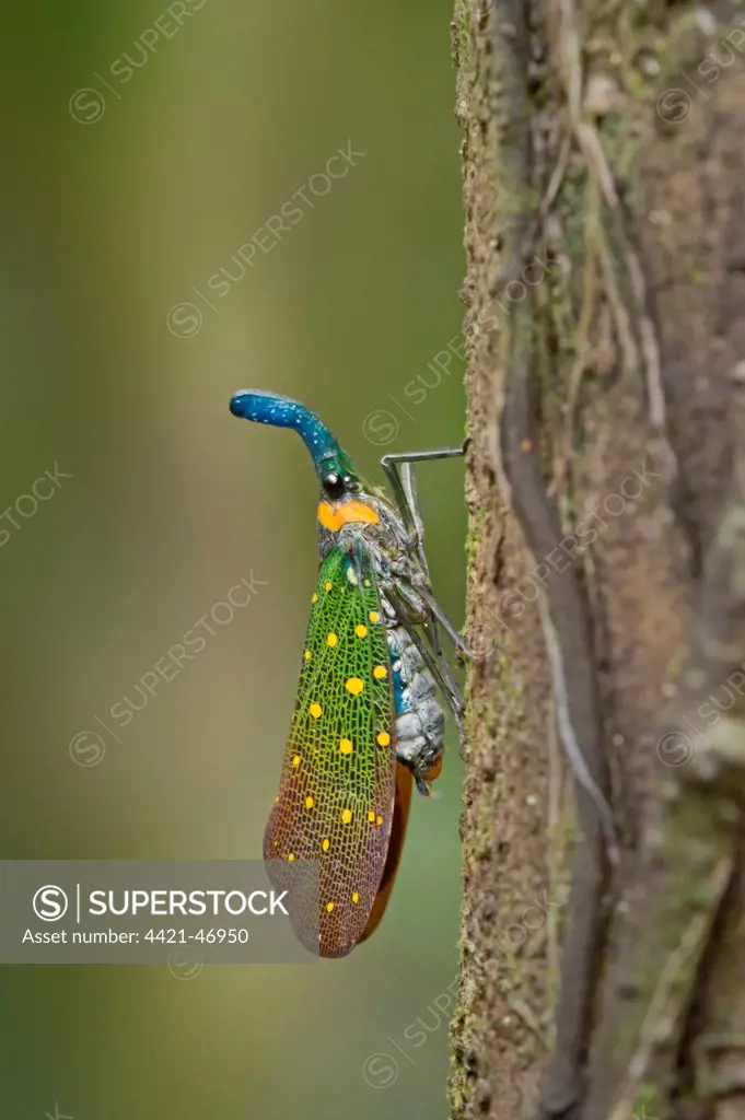 Lantern Bug (Pyrops whiteheadi) adult, resting on tree trunk, Malaysian Borneo, Borneo, Malaysia, February