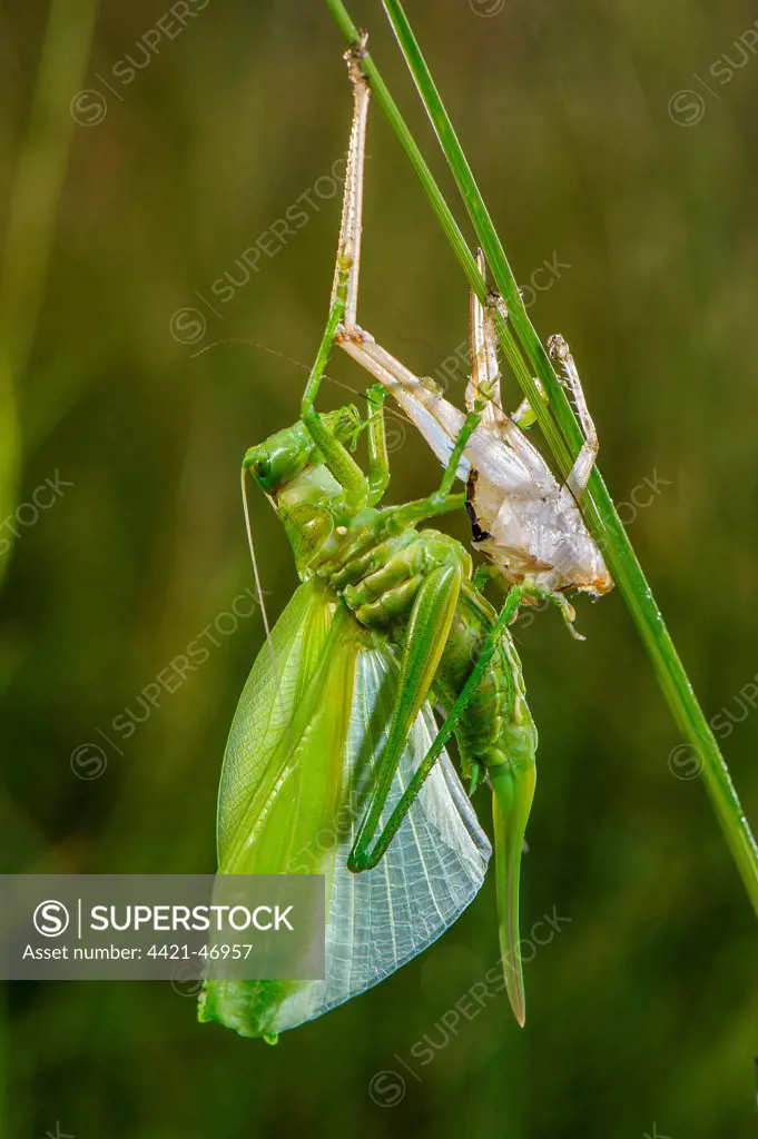 Great Green Bush-cricket (Tettigonia viridissima) adult female, shedding exoskeleton during final moult, Antola Regional Park, Genova Province, Liguria, Italy, June